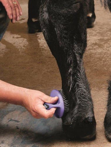 Weaver Leather Breakdown Brush, Purple