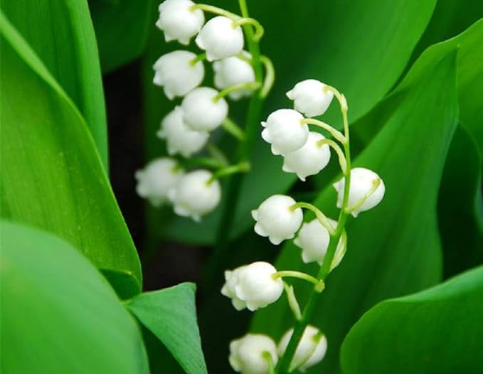 AREON MA33 Hanging Best Car Air Freshener Lily of the Valley Scent, Paper Hanging Ornaments, Long Lasting Scent for Car or Home 12 Pack