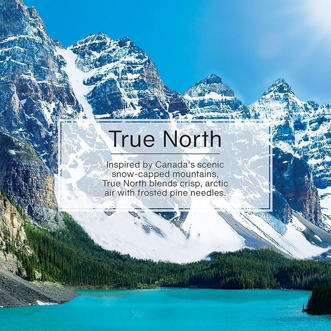 Little Trees Air Fresheners, True North (Pack of 12)