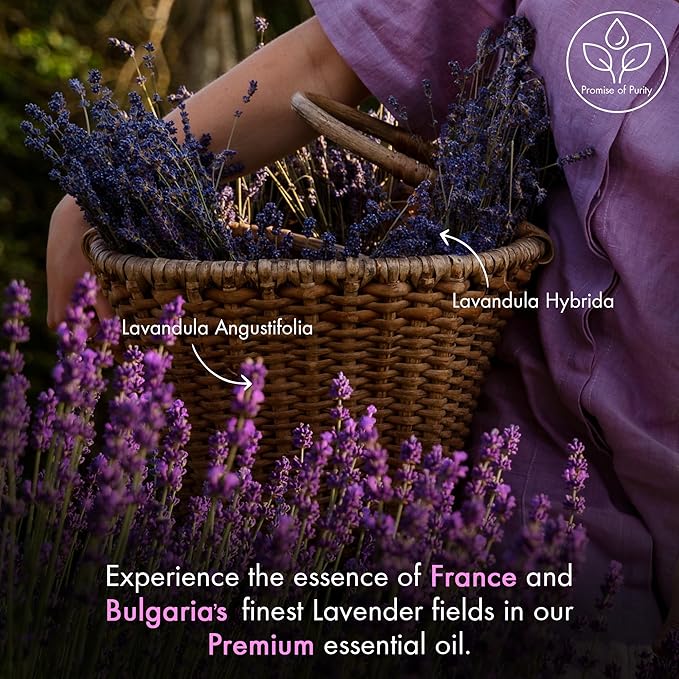 Majestic Pure Essential Oil with Glass Dropper - 100% Pure and Natural - Essential Oils for Diffuser, Aromatherapy, Soap and Candle Making, Lavender Essential Oil, Lavender Oil, 2 Fl Oz