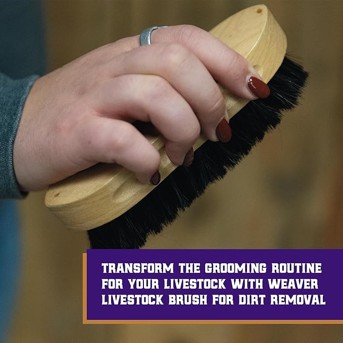 Weaver Livestock Barn Brush, Wooden Grooming Brush for Goat, Sheep, Pigs, Cattle, Stiff Bristles for Dirt Removal, Show Animal Grooming Tools