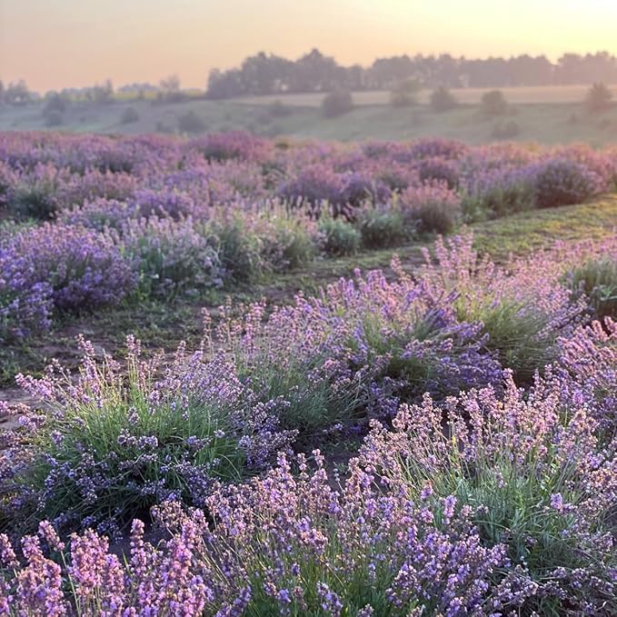 Aera Go Lavender Car Fragrance Scent Refill - Notes of Chamomile and Cedar Leaf - Works with the Aera Go Diffuser for Car